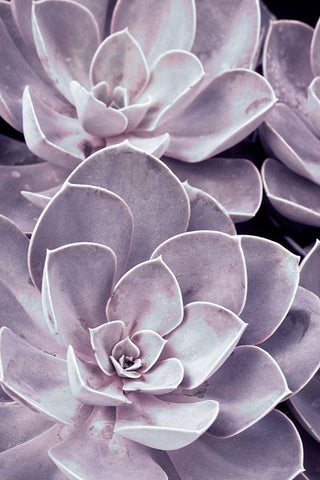 Violet Succulents  White Modern Wood Framed Art Print with Double Matting by Stalus, Judy