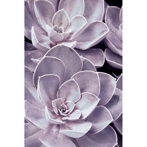 Violet Succulents  Black Modern Wood Framed Art Print with Double Matting by Stalus, Judy