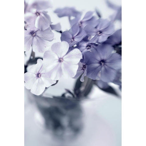 Violet Hydrangea  Gold Ornate Wood Framed Art Print with Double Matting by Stalus, Judy