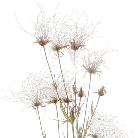 Geum Seed HeadsÂ  Black Modern Wood Framed Art Print by Stalus, Judy