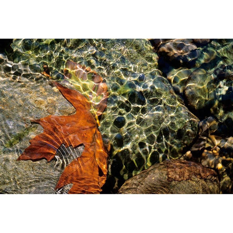 Carmanah Creek I Black Modern Wood Framed Art Print by Friesen, Jeff