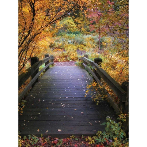 Bridge Over Shallow Water Black Modern Wood Framed Art Print by Jenney, Jessica