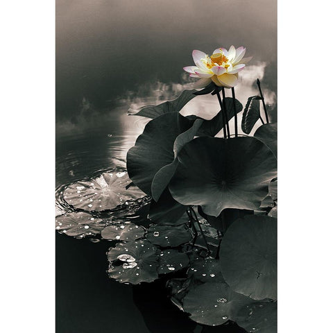 Lotus in the Mist Black Modern Wood Framed Art Print with Double Matting by Jenney, Jessica