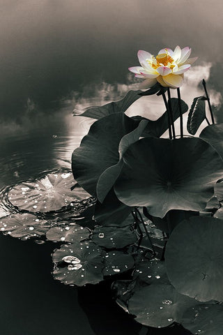 Lotus in the Mist Black Ornate Wood Framed Art Print with Double Matting by Jenney, Jessica