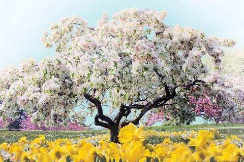 Pastel Park Black Ornate Wood Framed Art Print with Double Matting by Jenney, Jessica