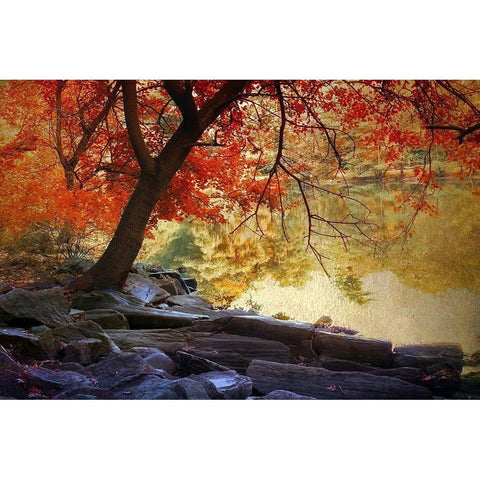Under the Maple White Modern Wood Framed Art Print by Jenney, Jessica