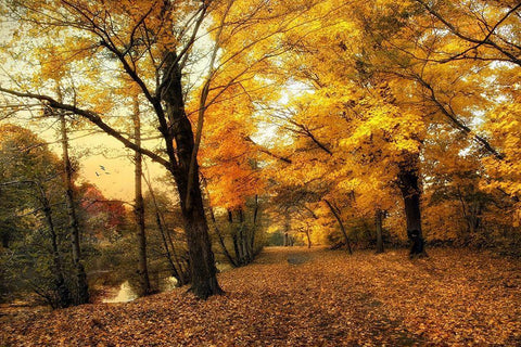 Golden Canopy Black Ornate Wood Framed Art Print with Double Matting by Jenney, Jessica