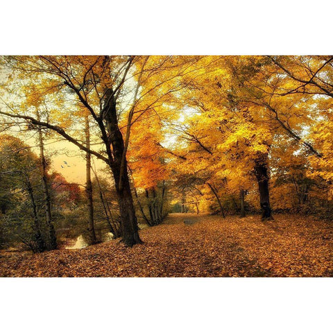 Golden Canopy Black Modern Wood Framed Art Print with Double Matting by Jenney, Jessica