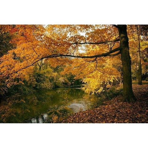 Autumn Gold Black Modern Wood Framed Art Print by Jenney, Jessica