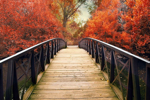 Ardent Autumn  White Modern Wood Framed Art Print with Double Matting by Jenney, Jessica