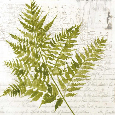 Fern I White Modern Wood Framed Art Print with Double Matting by Jensen, Asia