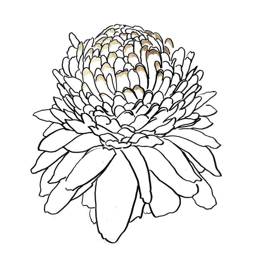 Image Only