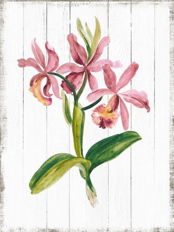 Sentimental Memories II White Modern Wood Framed Art Print with Double Matting by Jensen, Asia