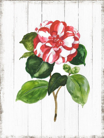 Sharing Memories II Black Ornate Wood Framed Art Print with Double Matting by Jensen, Asia