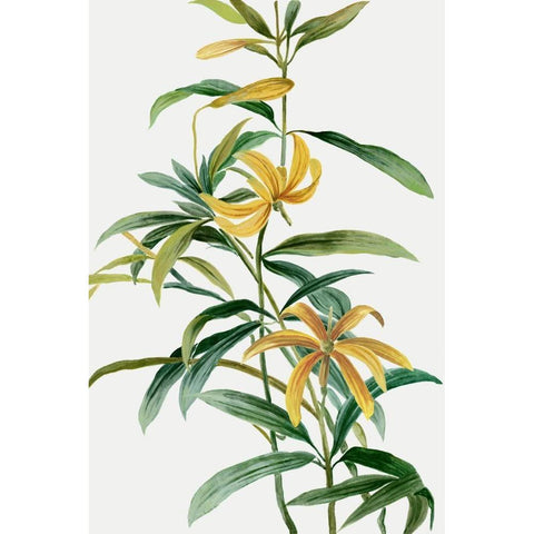 Yellow Tropical Flowers I  Gold Ornate Wood Framed Art Print with Double Matting by Jensen, Asia
