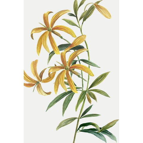 Yellow Tropical Flowers II White Modern Wood Framed Art Print by Jensen, Asia