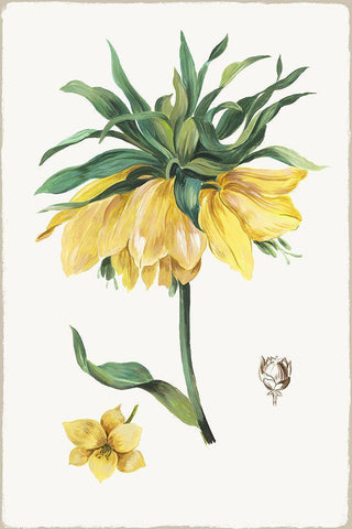 New Botana I  White Modern Wood Framed Art Print with Double Matting by Jensen, Asia