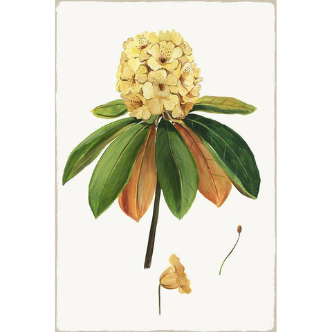 New Botana III Gold Ornate Wood Framed Art Print with Double Matting by Jensen, Asia