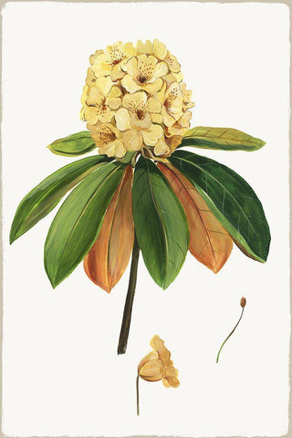 New Botana III White Modern Wood Framed Art Print with Double Matting by Jensen, Asia