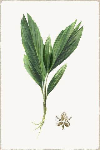 New Botana IV Black Ornate Wood Framed Art Print with Double Matting by Jensen, Asia