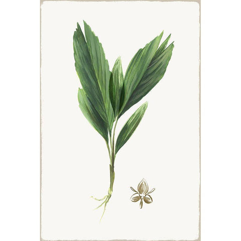 New Botana IV White Modern Wood Framed Art Print by Jensen, Asia