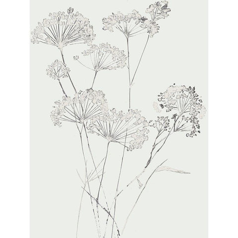 White Delicate I  Black Modern Wood Framed Art Print by Jensen, Asia