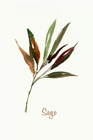 Wild Sage - Mini Black Ornate Wood Framed Art Print with Double Matting by Jensen, Asia