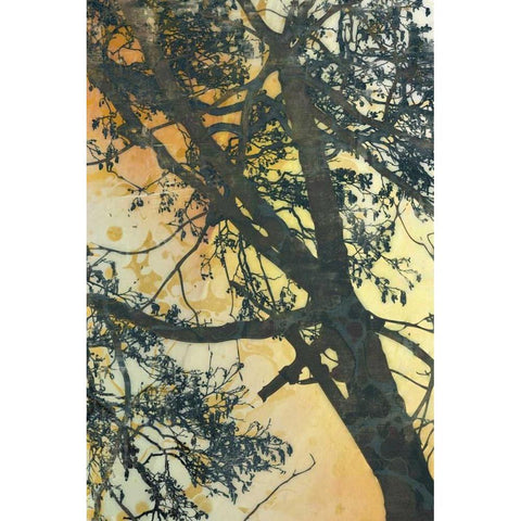 Bubbly Branches  Black Modern Wood Framed Art Print with Double Matting by McMasters, James