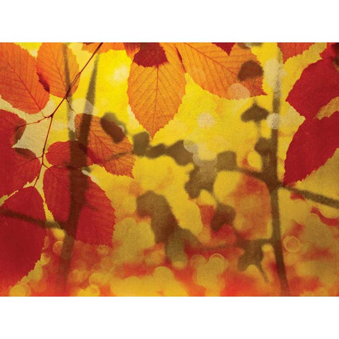 Golden Foliage Black Modern Wood Framed Art Print by McMasters, James