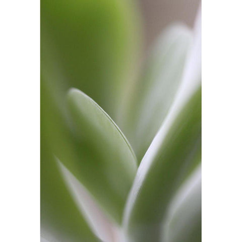 Flow White Modern Wood Framed Art Print by JUSTART