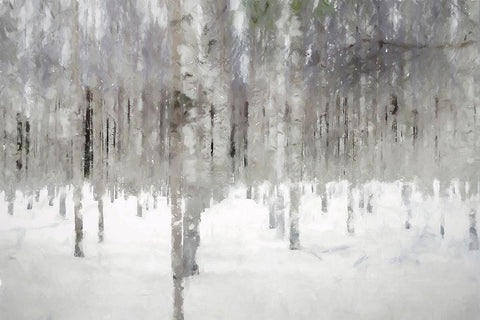 Birches In Fog White Modern Wood Framed Art Print with Double Matting by Curinga, Kim