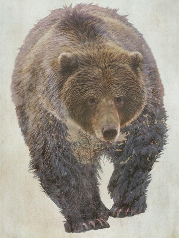 Brown Bear Walking White Modern Wood Framed Art Print with Double Matting by Curinga, Kim