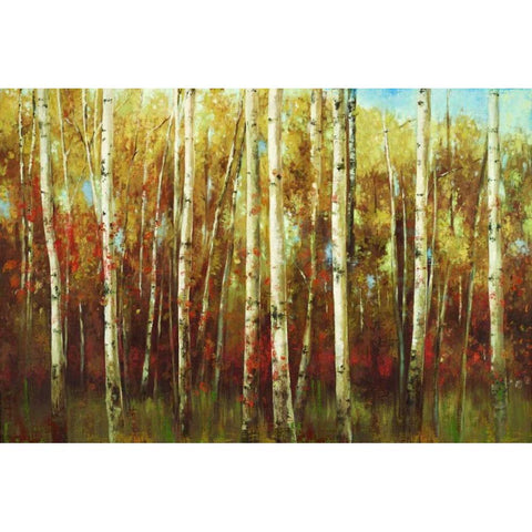 Birch Forest Black Modern Wood Framed Art Print with Double Matting by K., Ella