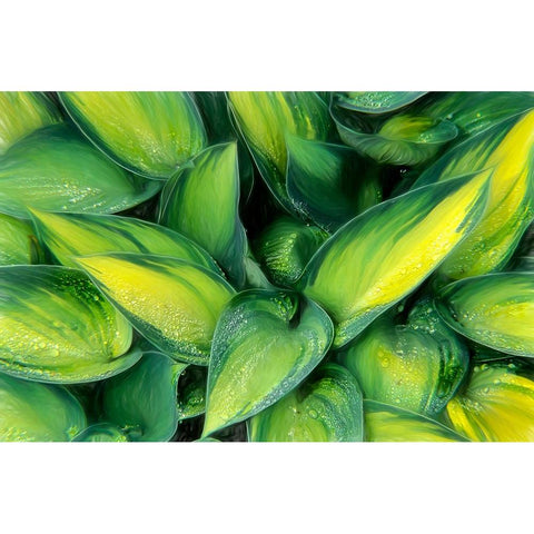 Varigated Plantain Lily  Black Modern Wood Framed Art Print by Kearney, Franklin J.