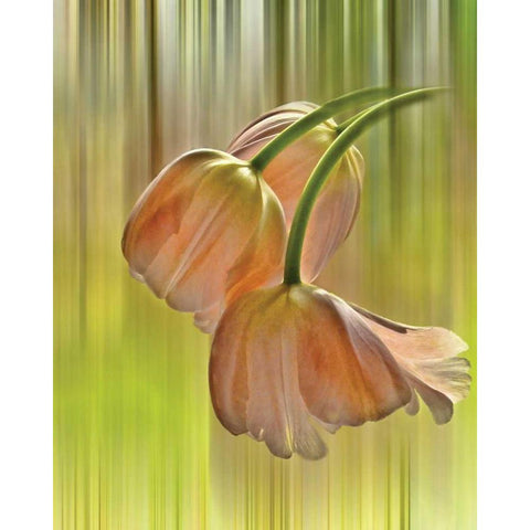 Tulip Free Fall White Modern Wood Framed Art Print by Von Knobloch, Karen