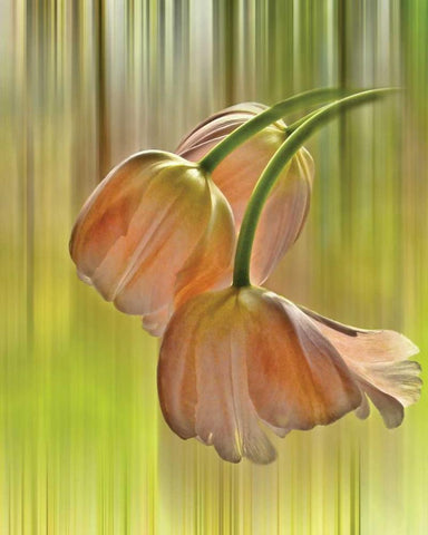 Tulip Free Fall White Modern Wood Framed Art Print with Double Matting by Von Knobloch, Karen