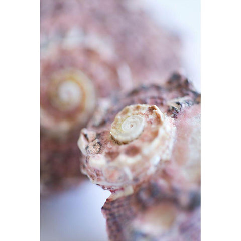 Purple Conch I Black Modern Wood Framed Art Print by Millet, Karyn