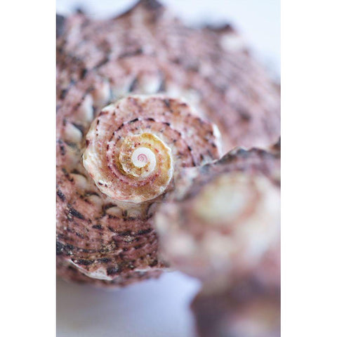 Purple Conch II Black Modern Wood Framed Art Print with Double Matting by Millet, Karyn