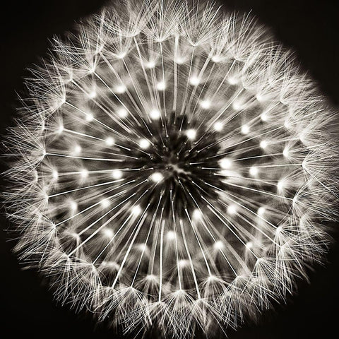 Dandelion I White Modern Wood Framed Art Print with Double Matting by Campbell, Dawn
