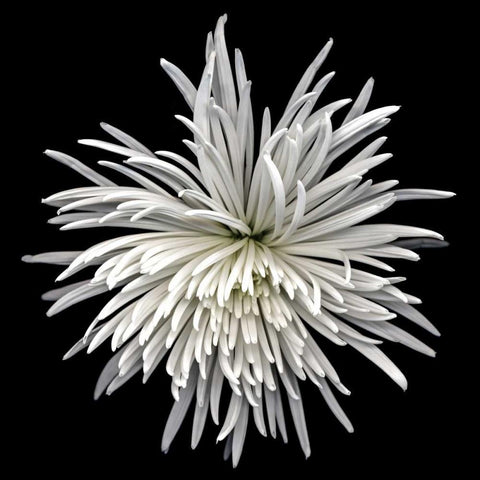 Mauimum White Modern Wood Framed Art Print with Double Matting by Le Blanc, Dawn
