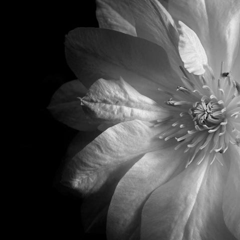 Clematis White Modern Wood Framed Art Print by Le Blanc, Dawn