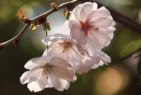 Cherry Blossom Illumination White Modern Wood Framed Art Print with Double Matting by Robertson, Leda