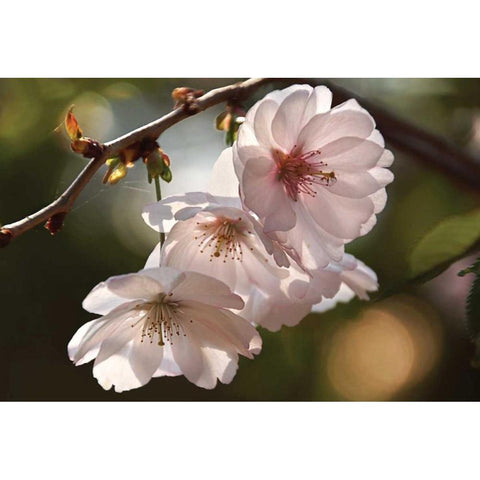 Cherry Blossom Illumination Black Modern Wood Framed Art Print by Robertson, Leda