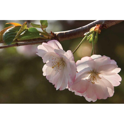 Cherry Blossom Joy Black Modern Wood Framed Art Print with Double Matting by Robertson, Leda