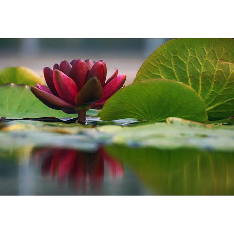 Lily Reflections II Gold Ornate Wood Framed Art Print with Double Matting by Robertson, Leda
