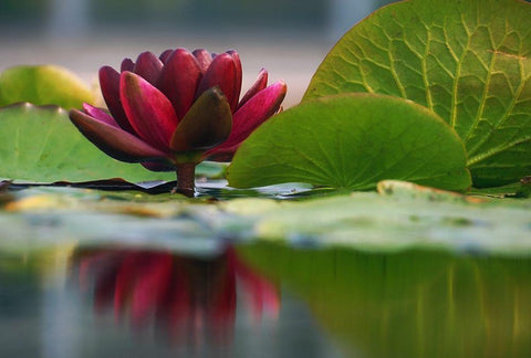 Lily Reflections II White Modern Wood Framed Art Print with Double Matting by Robertson, Leda