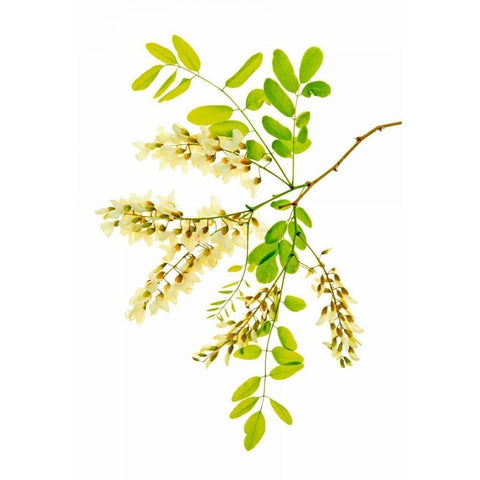 Honey Locusts II White Modern Wood Framed Art Print by Robertson, Leda