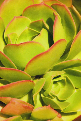 Sweet Succulents I White Modern Wood Framed Art Print with Double Matting by Robertson, Leda