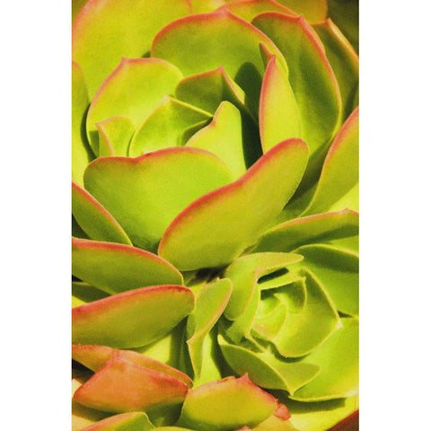 Sweet Succulents I Black Modern Wood Framed Art Print by Robertson, Leda