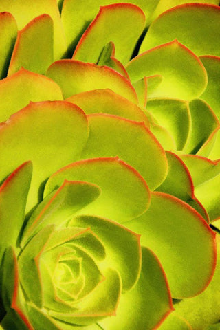 Sweet Succulents II Black Ornate Wood Framed Art Print with Double Matting by Robertson, Leda